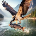 Osprey swoops and catches prey in open lake