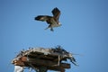 Osprey taking off Royalty Free Stock Photo