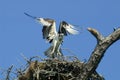 Osprey taking off the nest.