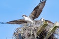 Osprey Taking Off from Nest Royalty Free Stock Photo