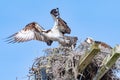 Osprey Taking Off from Nest Royalty Free Stock Photo