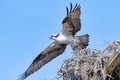 Osprey Taking Off from Nest Royalty Free Stock Photo