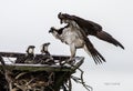 Osprey tends to two fledglings in the rain Royalty Free Stock Photo