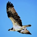 Osprey Flies Above the Boca Raton, Florida Coastline with its fresh catch.