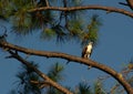 Osprey In Tree Royalty Free Stock Photo