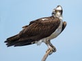 Osprey on tree branch Royalty Free Stock Photo