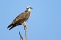 Osprey on tree branch Royalty Free Stock Photo