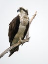 Osprey on tree branch Royalty Free Stock Photo