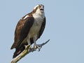 Osprey in Tree Royalty Free Stock Photo