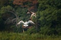 Osprey Vs. Gull II