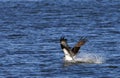 Osprey in water fishing Royalty Free Stock Photo