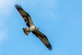 Osprey on the west coast in Sweden Royalty Free Stock Photo