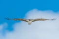 Osprey with widespread wings