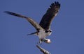 Osprey wih a half eaten fish