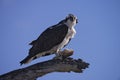 Osprey wih a half eaten fish