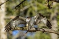 Osprey with wings out eating a fish