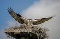 Osprey with wings spread landing on her nest. Royalty Free Stock Photo