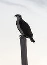 Osprey on a wooden post on the beach of Tulum Mexico