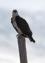 Osprey on a wooden post on the beach of Tulum Mexico