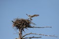 Osprey (Pandion haliaetus) carrying a freshly caught fish in its talons Royalty Free Stock Photo