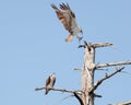 Osprey (Pandion haliaetus) carrying a freshly caught fish in its talons Royalty Free Stock Photo