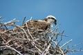 Osprey1 Royalty Free Stock Photo