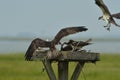 Ospreys feeding on a fish Royalty Free Stock Photo