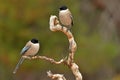 Ospreys in the field Royalty Free Stock Photo