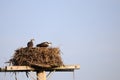 Ospreys guarding the nest 2