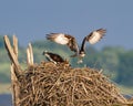 Ospreys in Nest at Rend Lake Royalty Free Stock Photo