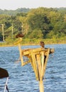 Ospreys on the Patuxent River in Maryland Royalty Free Stock Photo