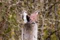 Ospreys Perched on a Piling