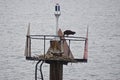 Ospreys at their nest in the Chesapeake Bay