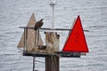 Ospreys at their nest in the Chesapeake Bay