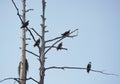 Ospreys on a tree in Florida wetlands