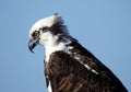 Raptor on the hunt Royalty Free Stock Photo