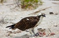 Osprey eating lunch at the beach Royalty Free Stock Photo