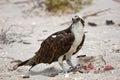 Osprey eating lunch at the beach Royalty Free Stock Photo