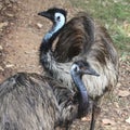 Osrich Royalty Free Stock Photo