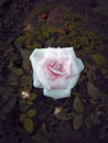 Ossam rose picture Royalty Free Stock Photo