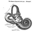 Osseous labyrinth laid open enlarged - from a 19th century anatomy textbook