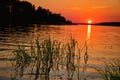 Red sunset landscape with a sedge grass on Lake Seliger