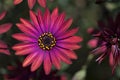 Osteaspermum 'Elite Ruby' Flowers Royalty Free Stock Photo