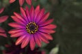Osteaspermum 'Elite Ruby' Flowers Royalty Free Stock Photo
