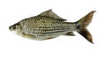 Osteochilus(Cyprinidae) isolated on white background, with clipping path