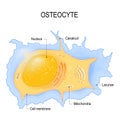 Osteocyte. structure of bone cell