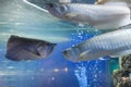 Osteoglossum bicirrhosum Silver arowana, Osteoglossum bicirrhosum