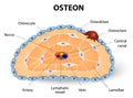 Osteon development and structure Royalty Free Stock Photo