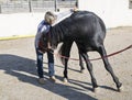 Osteopath and horse Royalty Free Stock Photo