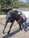 Osteopath and horse Royalty Free Stock Photo